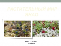 Презентация по географии ЯНАО на тему Растительный мир ЯНАО (8 класс)