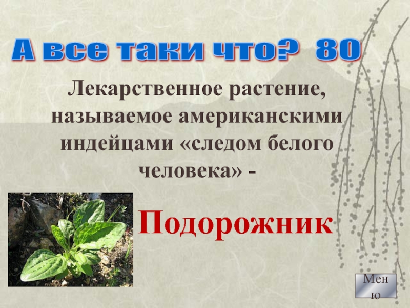 След белого человека растение. Индейцы называют это растение след белого человека. Подорожник след белого человека. Почему подорожник называют следом белого человека.