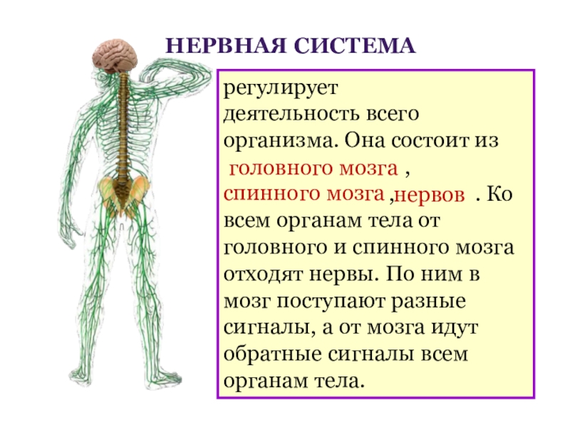 Деятельность организма. Какие системы органов регулируют деятельность всего организма. Нервная система регулирующая работу. Из нее состоит головной и спинной мозг. Мозг регулирует работу всего организма.