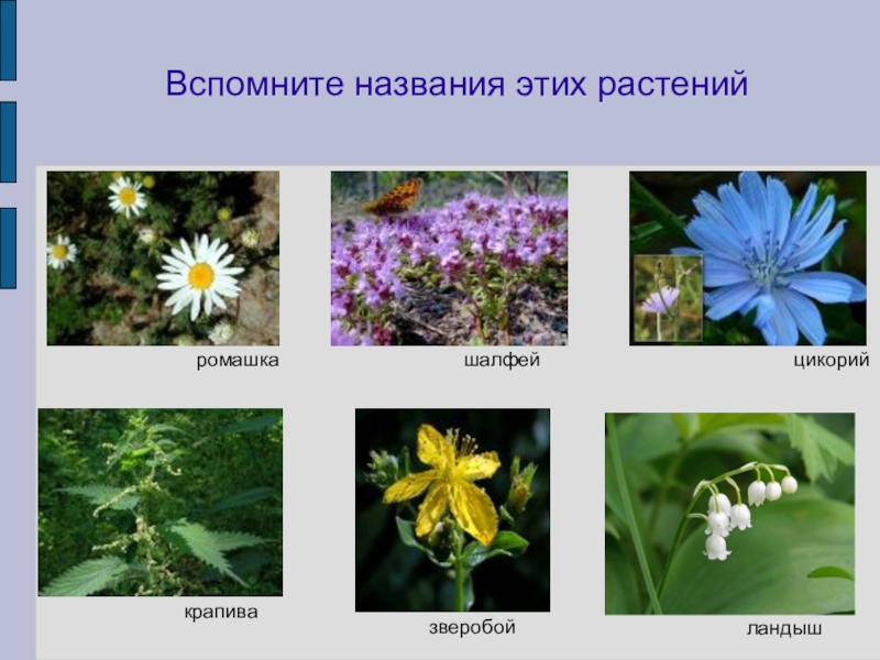 Ядовитые цветы краснодарского края фото и названия