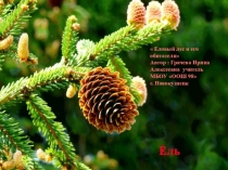 Презентация Еловый лес и его обитатели к теме Природные сообщества