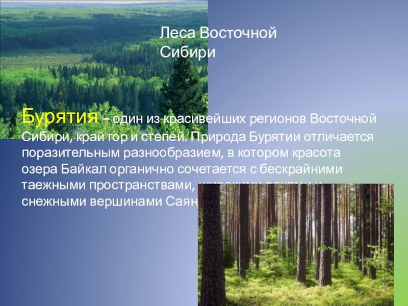 Какая площадь леса. Разнообразие природы Бурятии проект. Планетарная роль леса. Планетарная роль леса 10 класс.