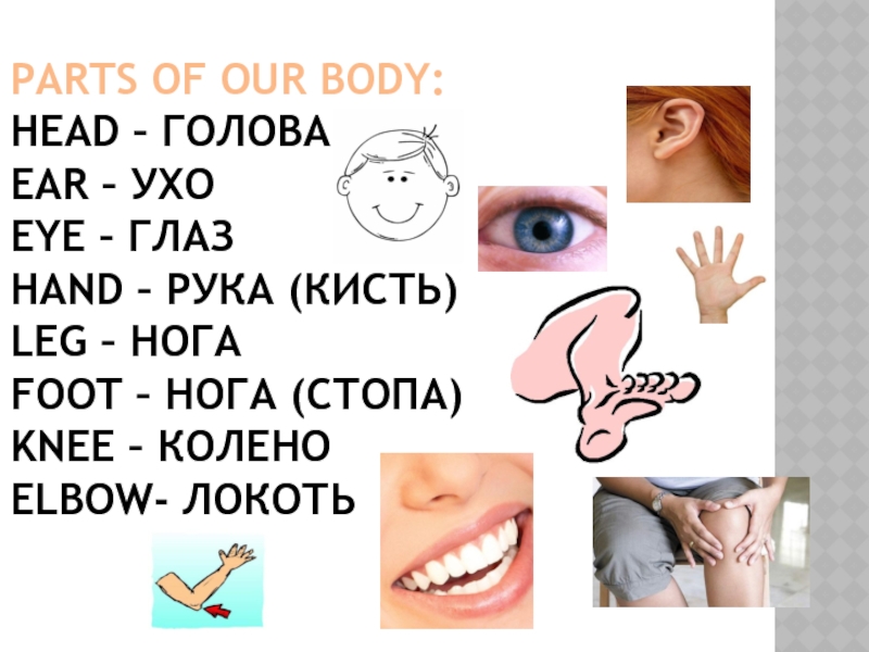 PARTS OF OUR BODY: HEAD – ГОЛОВА EAR – УХО EYE – ГЛАЗ HAND – РУКА