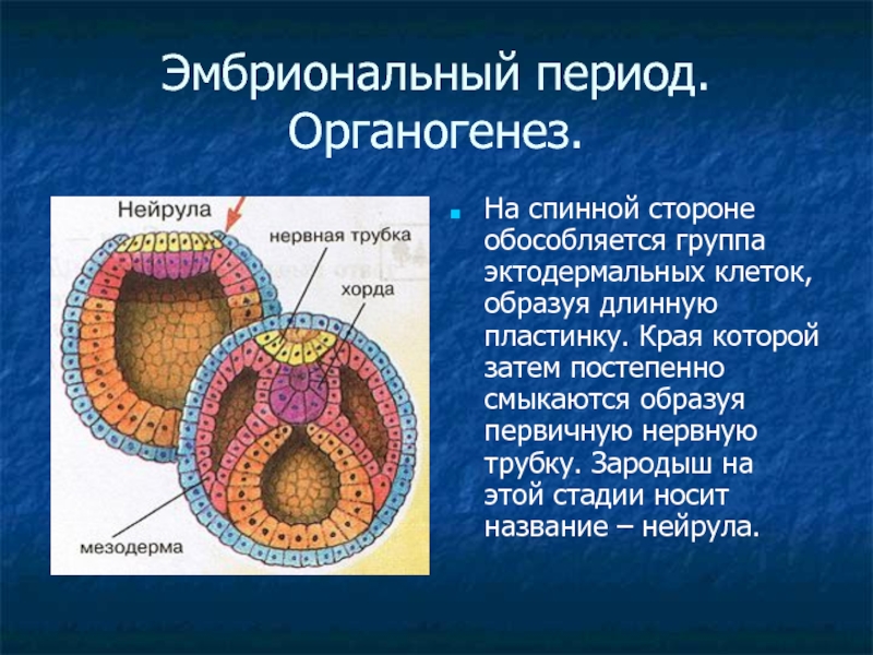 Три стадии характеризующие стадию органогенеза. Органогенез зародышевые листки. Гаструляция гистогенез органогенез. Процесс гисто и органогенеза. Гистогенез нейрула.