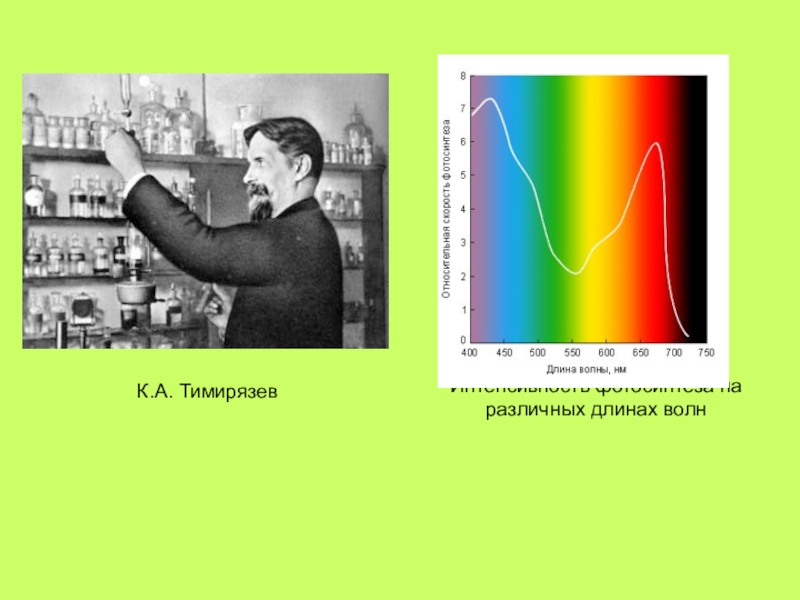 Тимирязев фотосинтез. Опыт Тимирязева фотосинтез. Опыты Тимирязева по фотосинтезу. Тимирязев опыты по фотосинтезу.