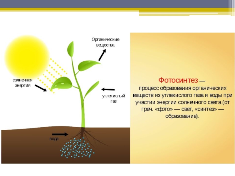 Презентация на тему фотосинтез 6 класс по биологии