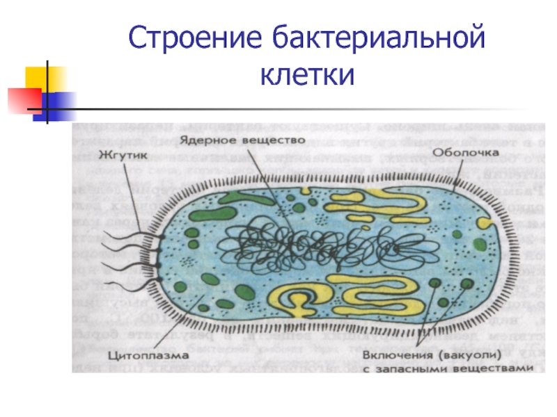 Ядерное вещество у бактерий расположено в. Подпишите органоиды бактериальной клетки 5 класс. Строение бактериальной клетки органоиды. Состав клетки бактерии 5 класс. Подпишите структурные элементы бактериальной клетки.