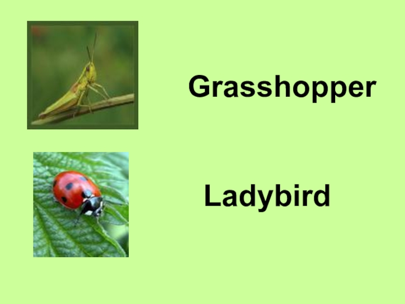 GrasshopperLadybird