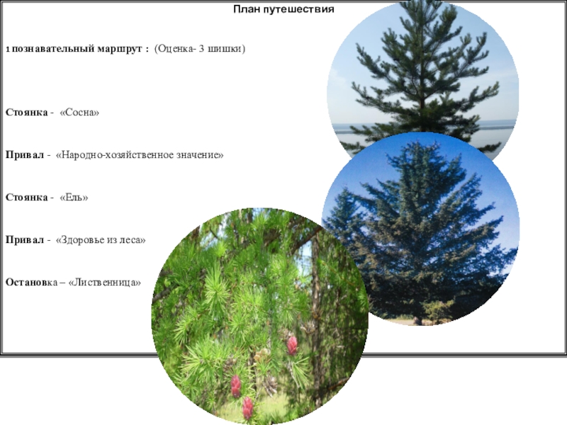 Значение и применение ели. Значение голосеменных. Ель интересные факты. Значение ели в природе. Значение ели и сосны.