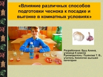 Влияние различных способов подготовки чеснока к посадке и выгонке в комнатных условиях