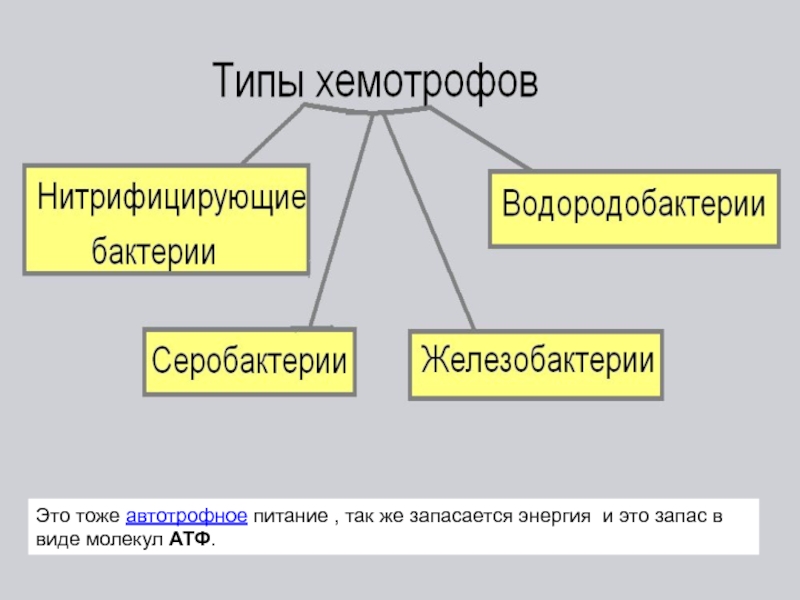 Типы клеточного питания фотосинтез и хемосинтез 10 класс презентация