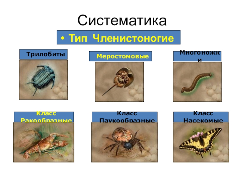 Презентация по членистоногим