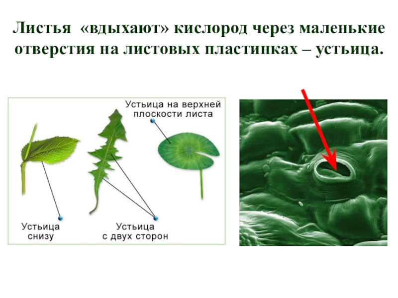 Схема питания растений 3 класс окружающий мир