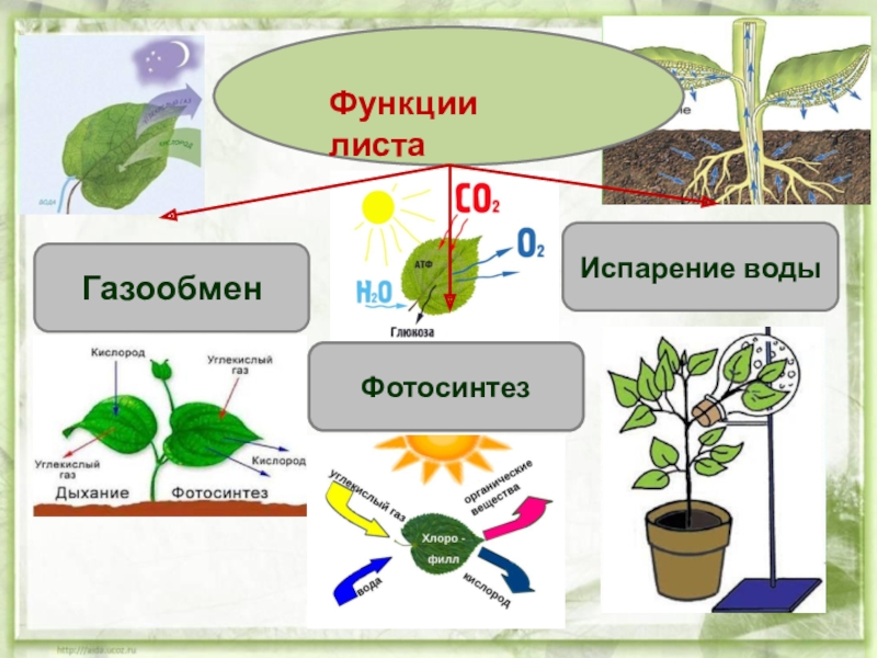 Фотосинтез у растений схема