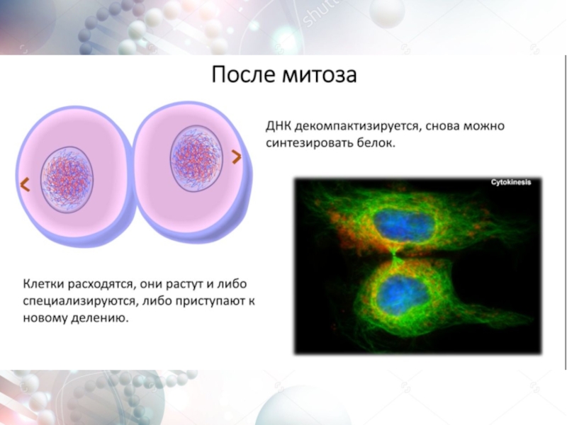 Биология 9 класс митоз презентация 9 класс