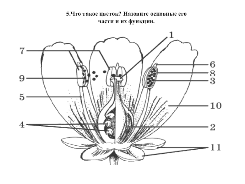 Строение цветка схема 5 класс биология схема
