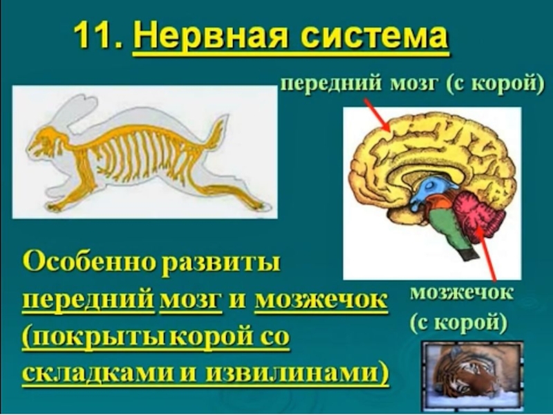 Наиболее развитые отделы головного мозга у млекопитающих. Нервная система млекопитающих. Нервная система млекопитающих животных. Нервная система млекопитающих передний мозг. Нервная система млекопитающих схема.
