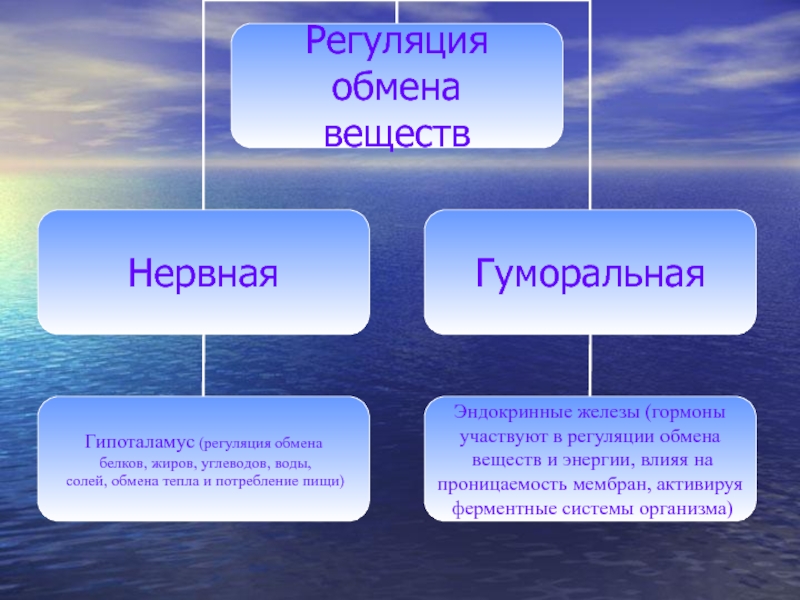 Презентация по обмену веществ