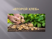 Презентация по социальной адаптации(домоводство)