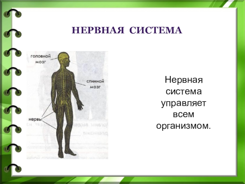 Организм человека презентация 3 класс окружающий мир. Нервная система человека схема 3 класс окружающий мир. Окружающий мир 3 класс организм человека,нервная система. Нервная система человека 3 класс. Организм человека с нервной системой 3 класс.