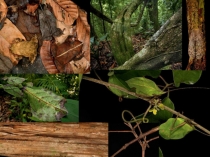 Презентация Приспособительные особенности строения, окраски тела и поведения животных