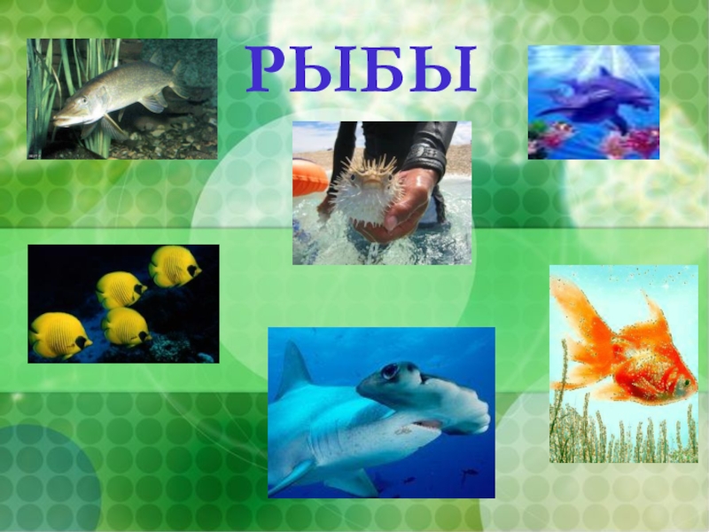 Рыбы презентация для детей. Многообразие животных класс рыбы. Группа животных рыбы. Окружающий мир тема рыбы. Рыбы 3 класс.