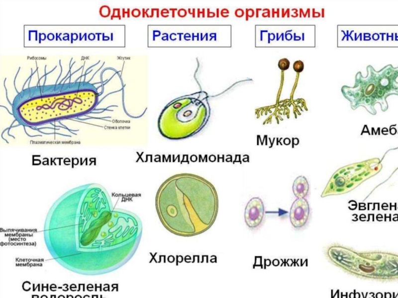 Животные презентация 5 класс биология пономарева