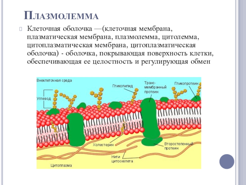 Схема строения цитоплазматической мембраны