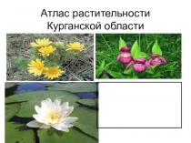 Презентация Атлас растений Курганской области