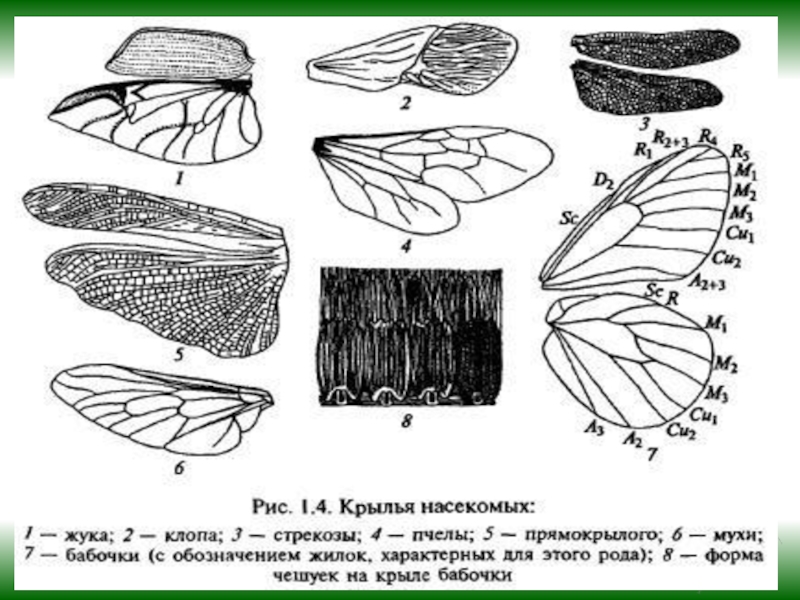 Схема описания насекомого