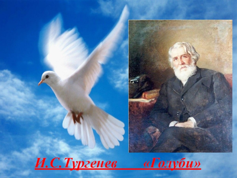 Голуб слово. Тургенев Иван Сергеевич голуби. Тургенев Иван Сергеевич произведения голуби. Тургенев голуби иллюстрация. Иван Тургенев голуби иллюстрации.