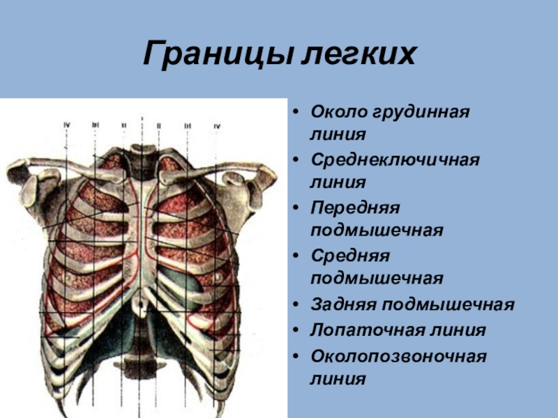 Линии легких. Топография грудной клетки сзади. Границы легких анатомия человека. Топографическая анатомия грудной клетки легкие и ребра сзади. Легкие топография скелетотопия.