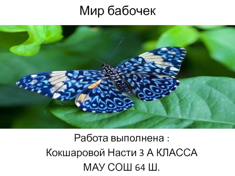 Бабочки названия и фото окружающий мир