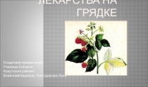 Презентация по биологии на тему Лекарства на грядке (5-6кл)