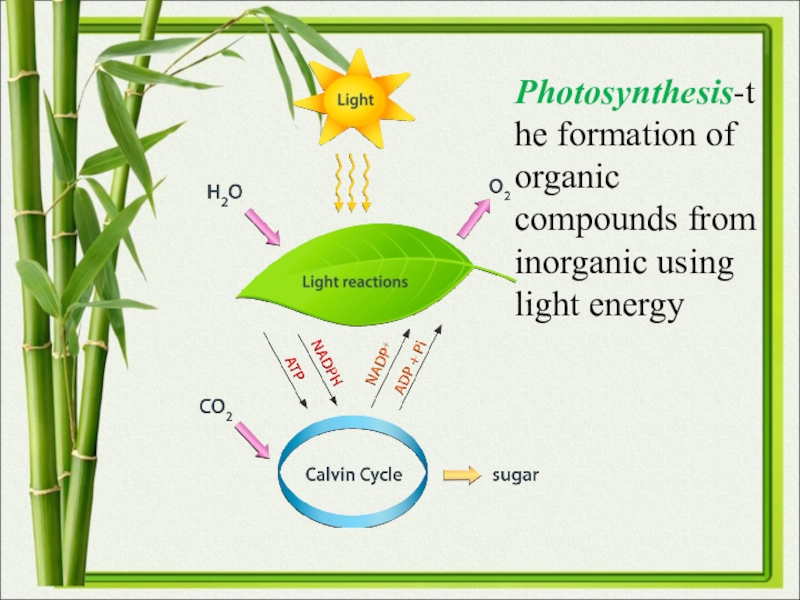 Презентация 10 класс язык. Photosynthesis. Фотосинтез на английском языке. Фотосинтез схема на английском. Схема фотосинтеза на англ яз.