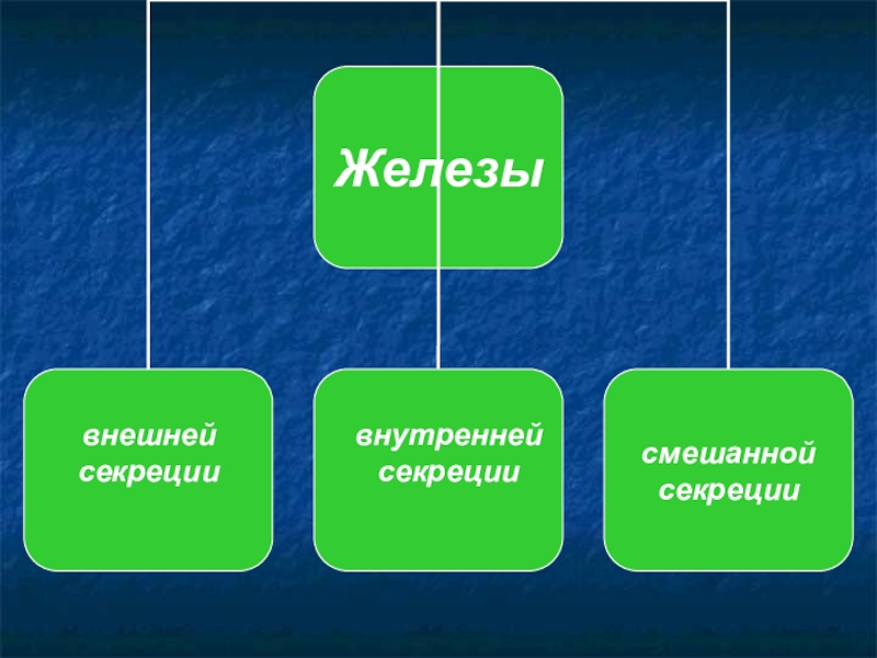 Биология 8 класс презентация нейрогуморальная регуляция