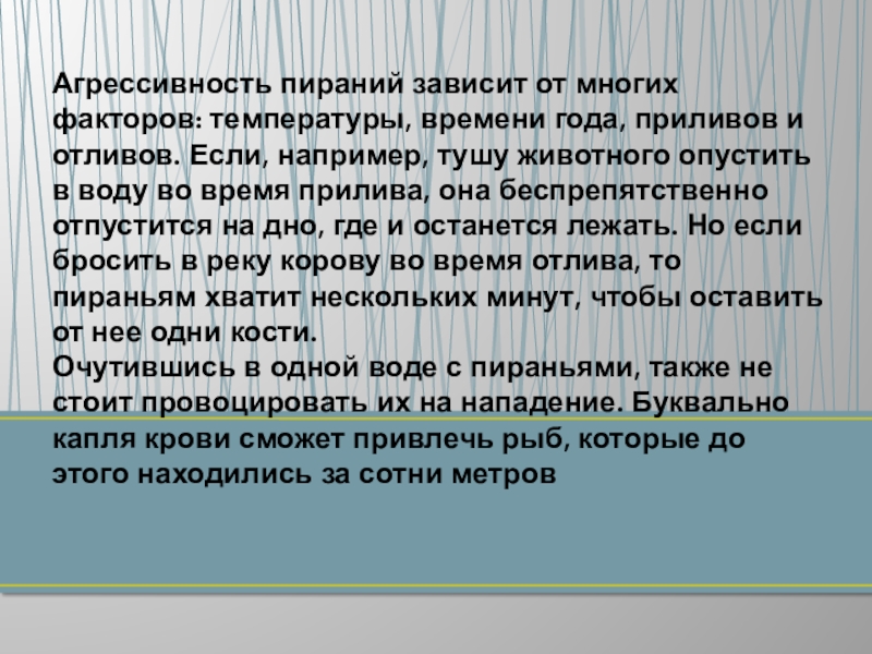 Агрессивность пираний зависит от многих факторов: температуры, времени года, приливов и отливов. Если, например, тушу