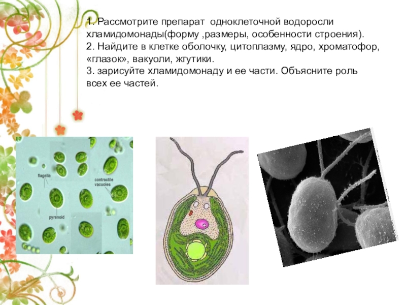 Хламидомонада фасоль обыкновенная овсяница рассмотрите изображение растений
