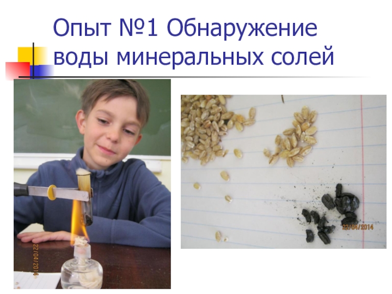 Опыт по обнаружению жиров. Обнаружение углеводов лабораторная работа по биологии. Обнаружение воды в семенах опыт. Химический состав клетки опыты. Опыт на обнаружение жиров.