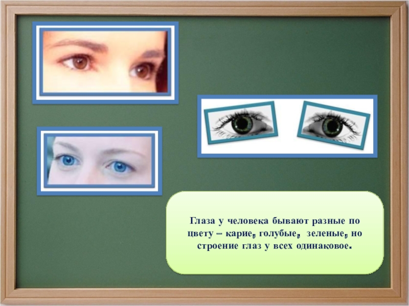 Глаза у человека бывают разные по цвету – карие, голубые, зеленые, но строение глаз у всех одинаковое.
