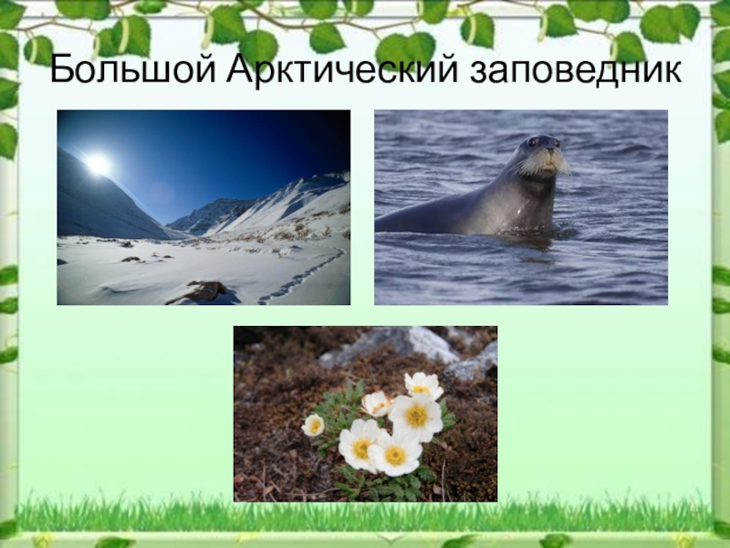 Презентация на тему большой арктический заповедник