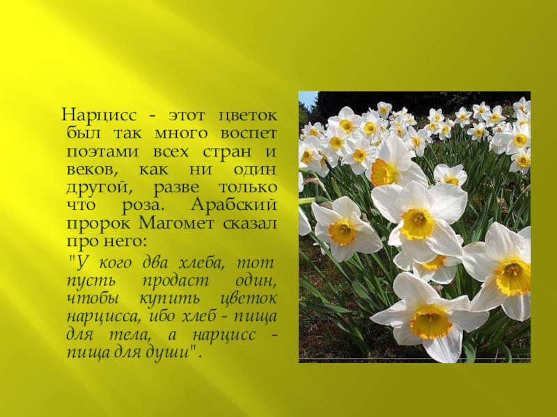 Нарцисс атолл палас фото и описание