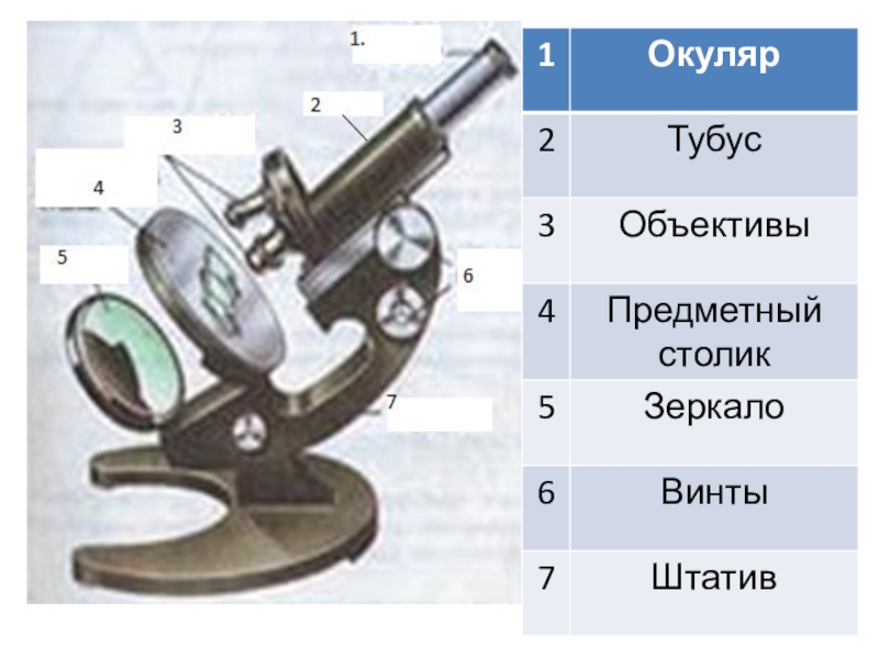 Объектив и окуляр микроскопа. Световой микроскоп объективы предметный столик зеркало окуляр. Окуляр и тубус. Объектив штатив окуляр. Увеличительные стекла в нижней части тубуса.