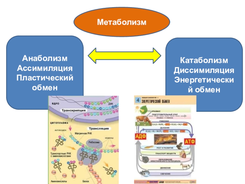 Ассимиляция и диссимиляция метаболизм презентация