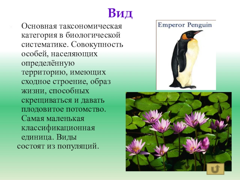 Сходные виды. Вид это основная таксономическая категория совокупность особей. Совокупность особейнас. Популяция таксономической единицей. Таксономическая единица после популяции.