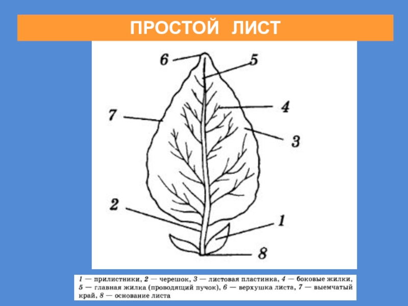 Класс биология лист. Части простого листа. Схема строения простого листа. Внешнее строение простого листа. Название частей листа.