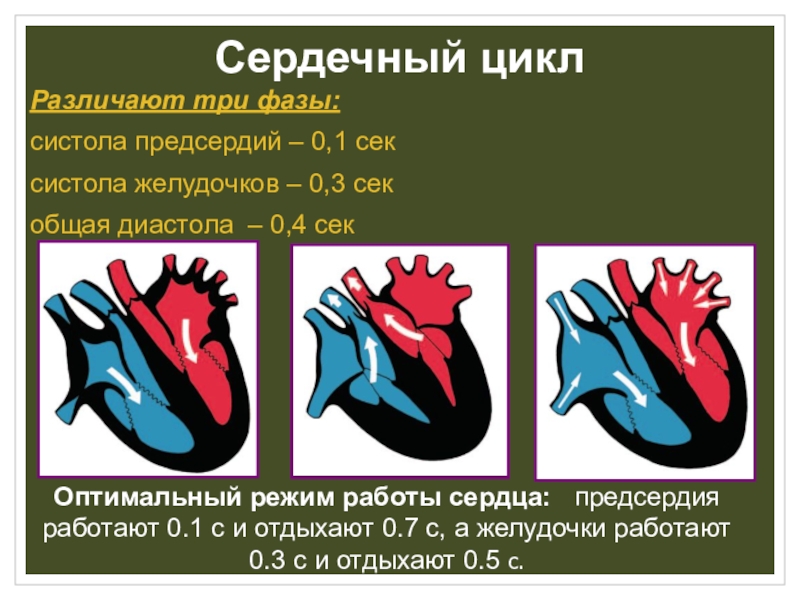 Работа сердца картинки