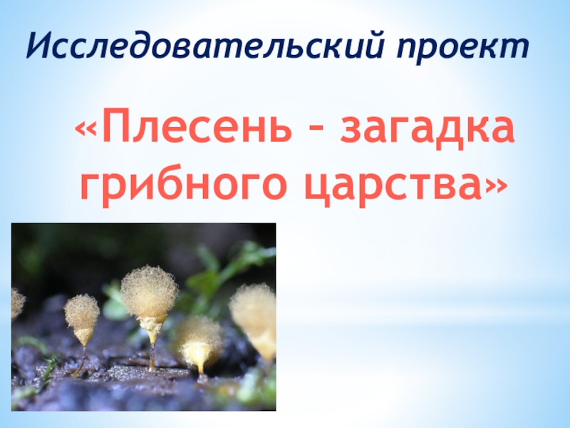 Презентация Презентация к уроку Плесень – загадка грибного царства