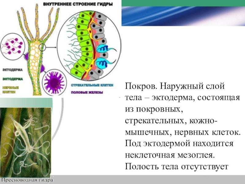 Покровы тела животных 8 класс биология таблица. Покровы тела беспозвоночных. Покровы тела беспозвоночных животных. Кожные покровы беспозвоночных. Эволюция покровной системы у животных.