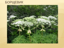 Презентация по окружающему миру